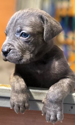 Les chiots de Cane Corso