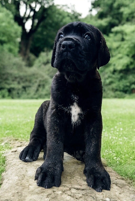 Les chiots de Cane Corso