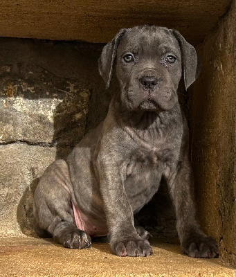 Les chiots de Cane Corso