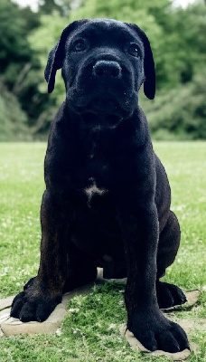 Les chiots de Cane Corso