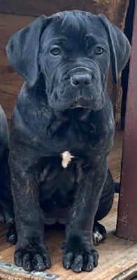 Les chiots de Cane Corso