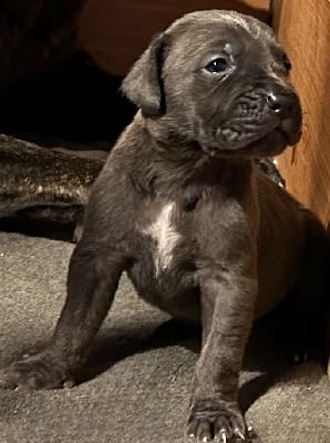 Les chiots de Cane Corso