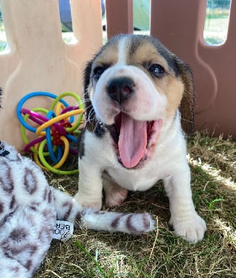 Les chiots de Beagle