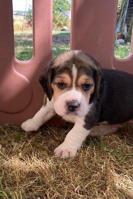 Les chiots de Beagle