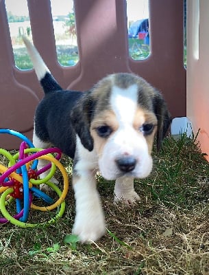 Les chiots de Beagle