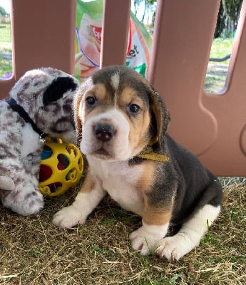 Les chiots de Beagle