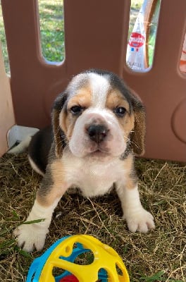 Les chiots de Beagle