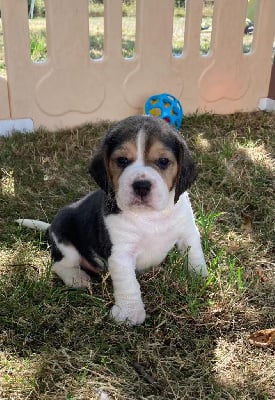 Les chiots de Beagle