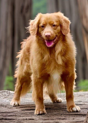 Étalon Retriever de la Nouvelle-Ecosse - Tsarush orange joy d de anrit