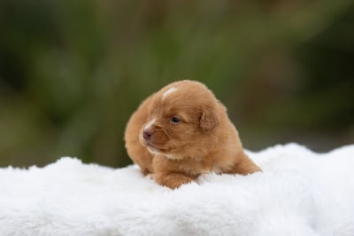 Les chiots de Retriever de la Nouvelle-Ecosse