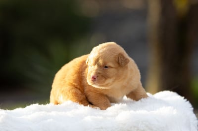 Les chiots de Retriever de la Nouvelle-Ecosse