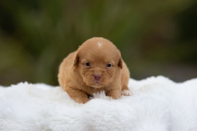 Les chiots de Retriever de la Nouvelle-Ecosse