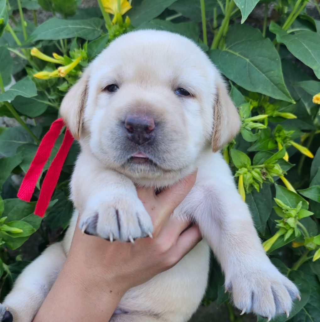 CHIOT 3 - Labrador Retriever