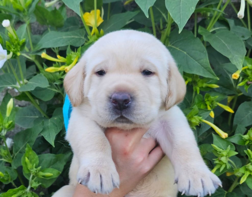 CHIOT 1 - Labrador Retriever