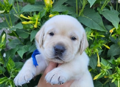 Les chiots de Labrador Retriever