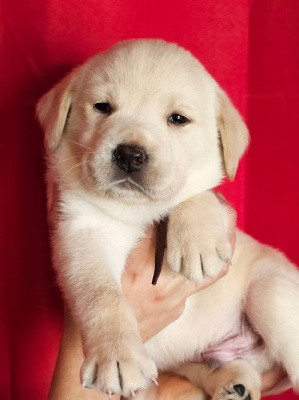 Les chiots de Labrador Retriever