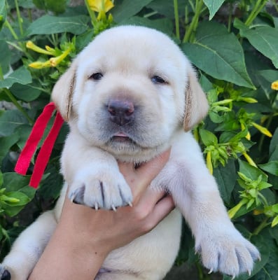 Les chiots de Labrador Retriever