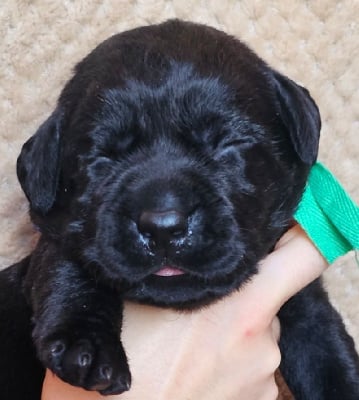 CHIOT 1 - Labrador Retriever