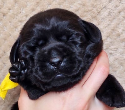 Les chiots de Labrador Retriever