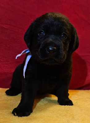 Les chiots de Labrador Retriever