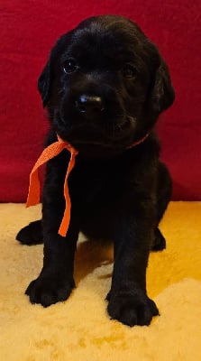 Les chiots de Labrador Retriever