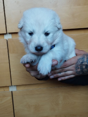 Les chiots de Berger Blanc Suisse