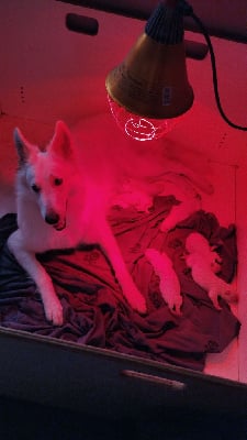 CHIOT - Berger Blanc Suisse