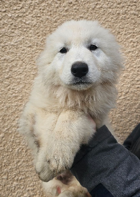 Les chiots de Berger Blanc Suisse