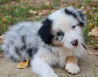 Les chiots de Berger Australien