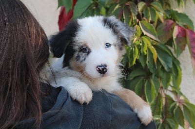 Les chiots de Berger Australien