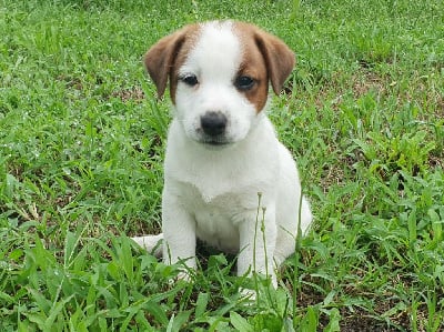 Les chiots de Jack Russell Terrier