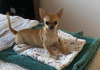 Les chiots de Chihuahua