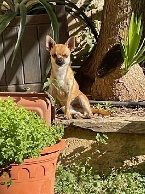 Les chiots de Chihuahua