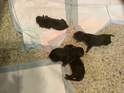 Les chiots de Setter Gordon