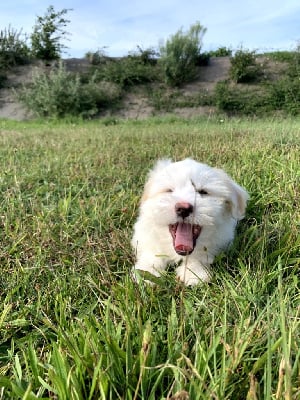 velours - Coton de Tulear