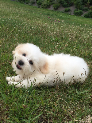 Les chiots de Coton de Tulear