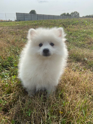 Les chiots de Spitz japonais