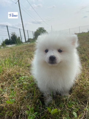 Les chiots de Spitz japonais