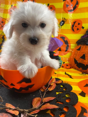 Les chiots de Coton de Tulear