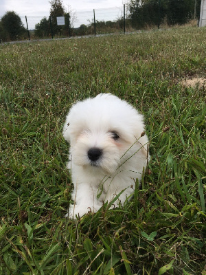 Les chiots de Coton de Tulear