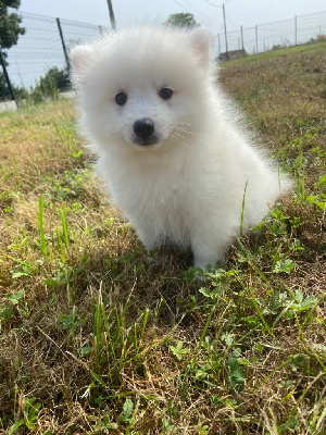 Les chiots de Spitz japonais