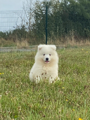 Les chiots de Samoyède