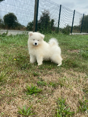 Les chiots de Samoyède