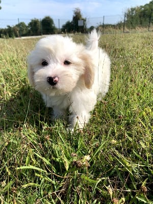 Les chiots de Coton de Tulear