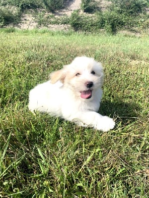 Les chiots de Coton de Tulear