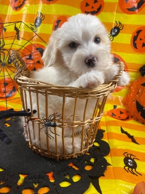 Les chiots de Coton de Tulear