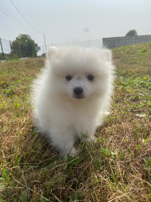 Les chiots de Spitz japonais