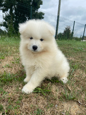 Les chiots de Samoyède