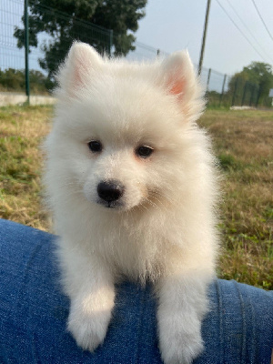 Les chiots de Spitz japonais