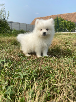 Les chiots de Spitz japonais